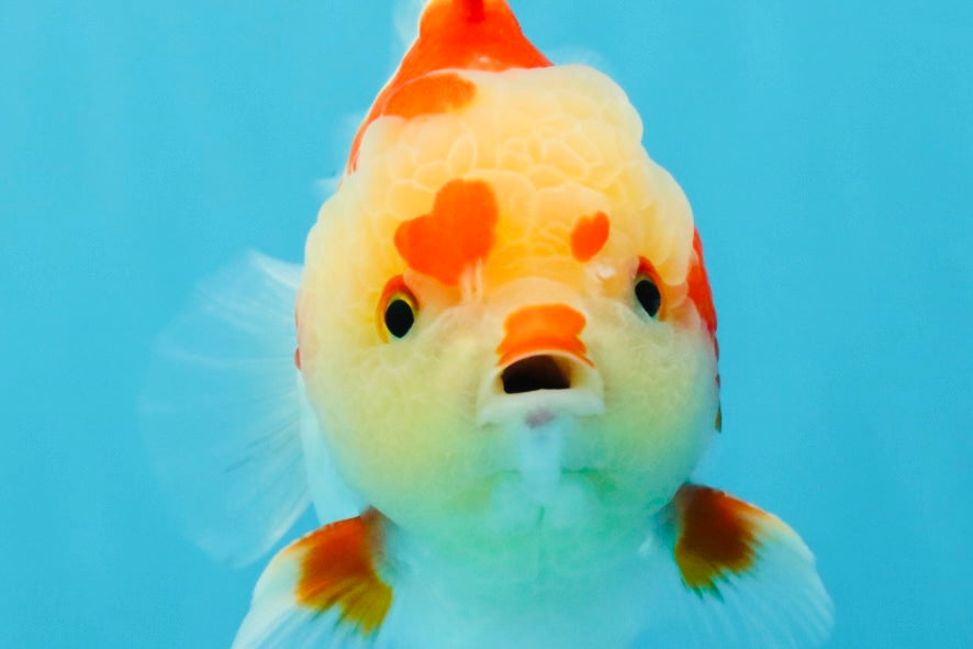 SUPER Cutie AAA Grade Red White Yuanbao Male 5 inches #032726YB_01