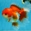 AAA Grade THICK BODY Red White Oranda Male 5.5 inches #082225OR_14
