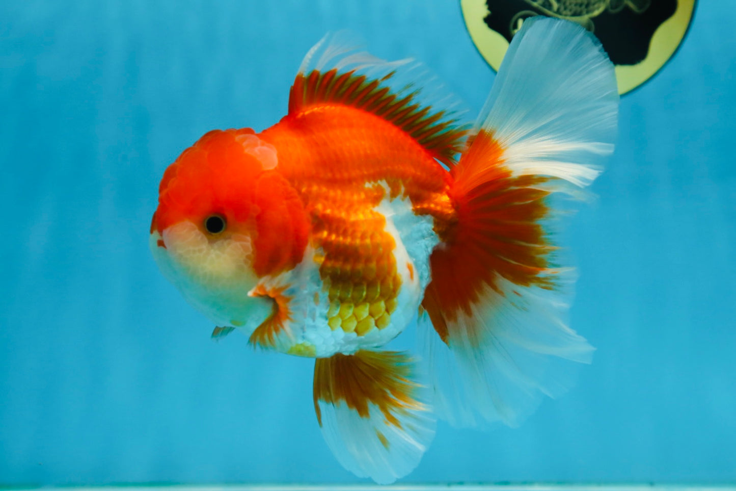 AAA Grade THICK BODY Red White Oranda Male 5.5 inches #082225OR_14