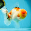 AAA Grade Sakura Oranda Male 5.5 inches #050925OR_54