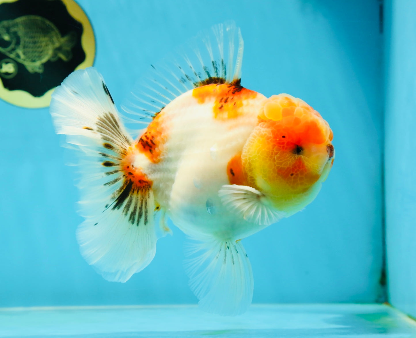 AAA Grade Sakura Oranda Male 5.5 inches #050925OR_54