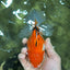 A Grade Tricolor Oranda Female 5.5 inches #112924OR_13