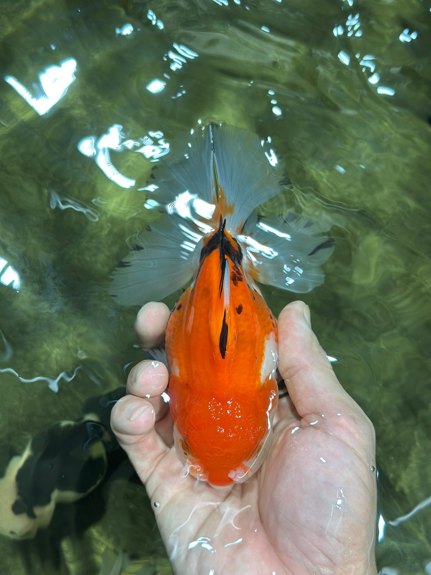 A Grade Tricolor Oranda Female 5.5 inches #112924OR_13