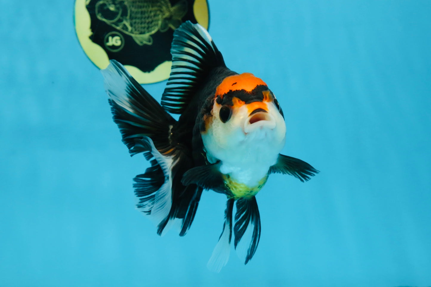 NEZHA Tricolor Oranda Female 5 inches #091925OR_08