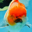A Grade Flowy Sakura Oranda Female 6 inches #062025OR_22