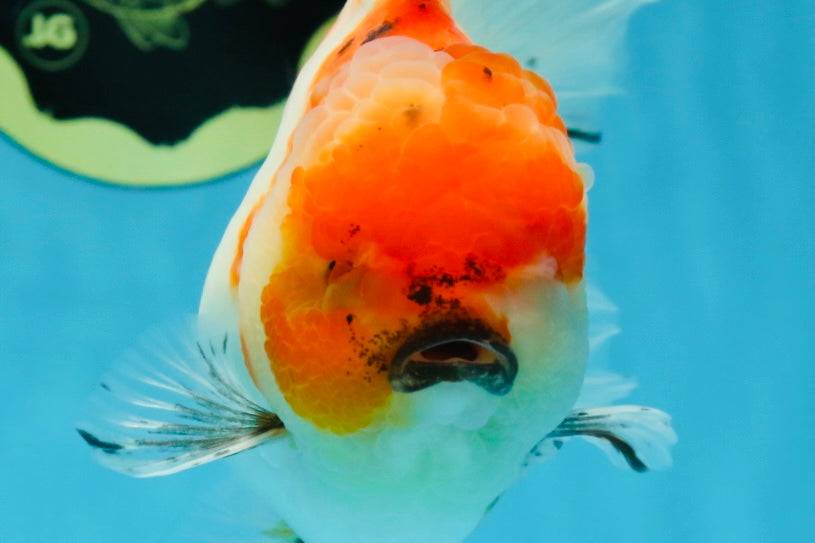 A Grade Flowy Sakura Oranda Female 6 inches #062025OR_22