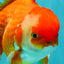 A Grade Red White Oranda Male 6 inches #081426OR_11