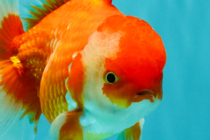 A Grade Red White Oranda Male 6 inches #081426OR_11