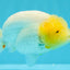 A Grade Dragon Lemonhead  LionQueen 4.5 inches #022726LC_28
