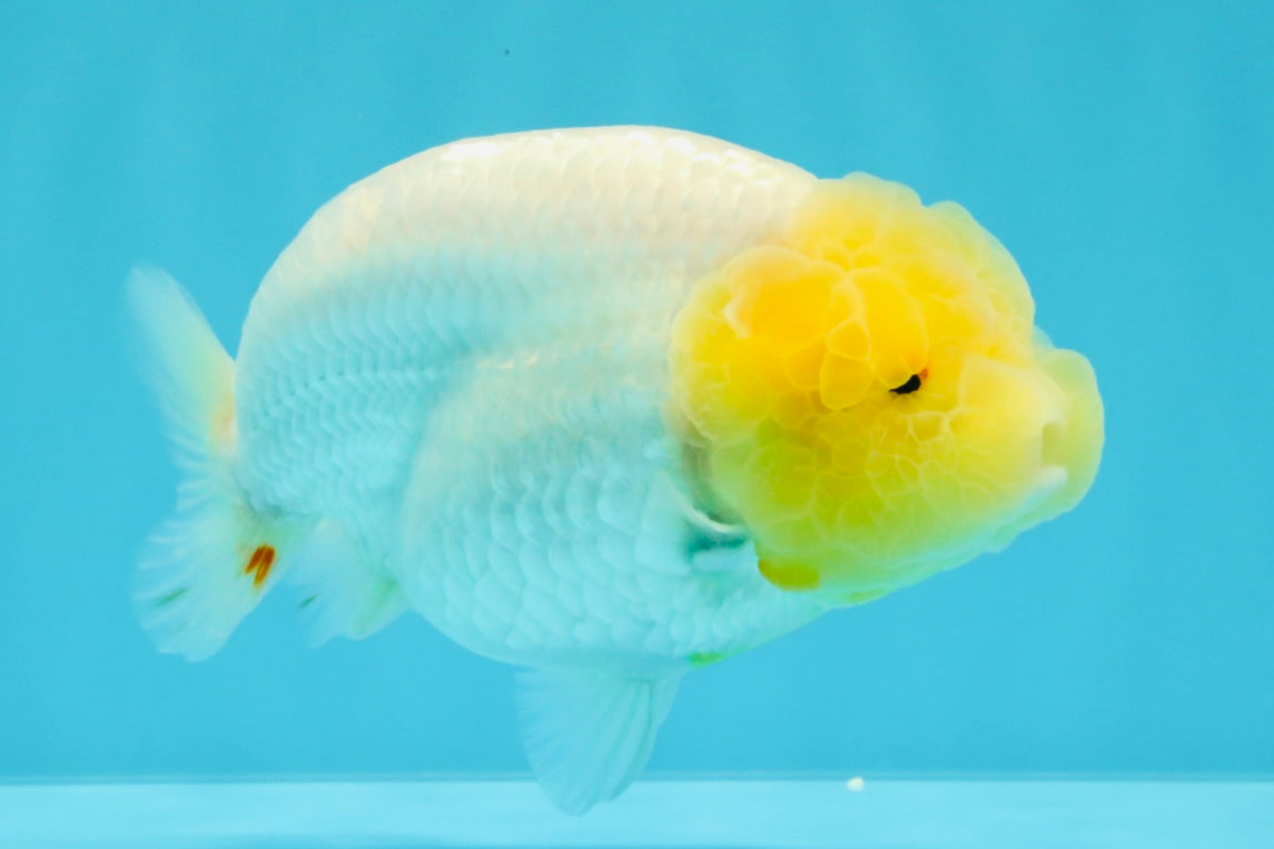 A Grade Dragon Lemonhead  LionQueen 4.5 inches #022726LC_28