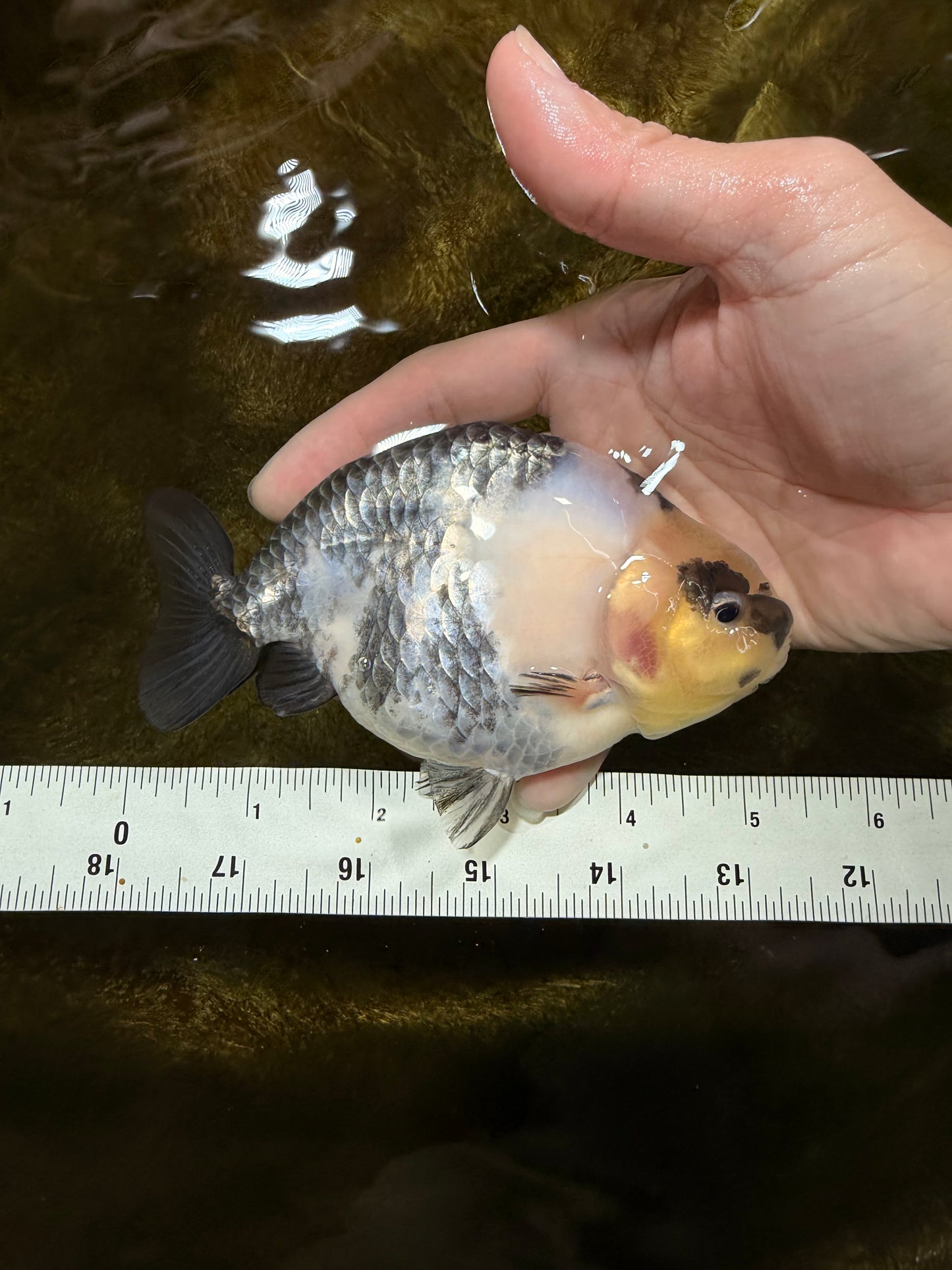 Cow Chinese Ranchu Female 5-5.5 inches #103125RC_08