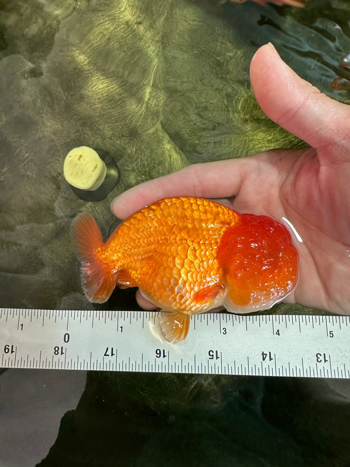 A Big Wen Grade Red LionQueen 4.5 inches #051625LC_39