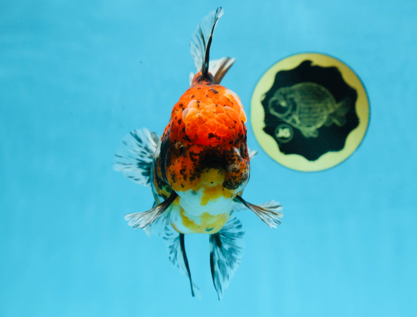 AAA Grade Calico Oranda Male 6 inches #101725OR_23