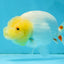 AAA Grade Young Lemonhead LionQueen 4 inches #101025LC_06