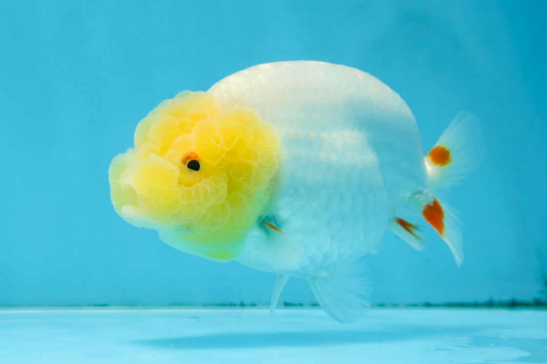 AAA Grade Young Lemonhead LionQueen 4 inches #101025LC_06