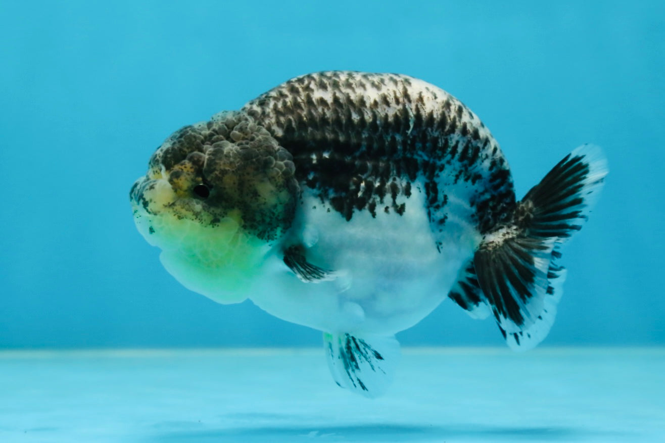 A Grade Beautiful Kirin Female LionQueen 4 inches #060625LC_03