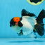 Tricolor Oranda Female 5 inches #090525OR_18