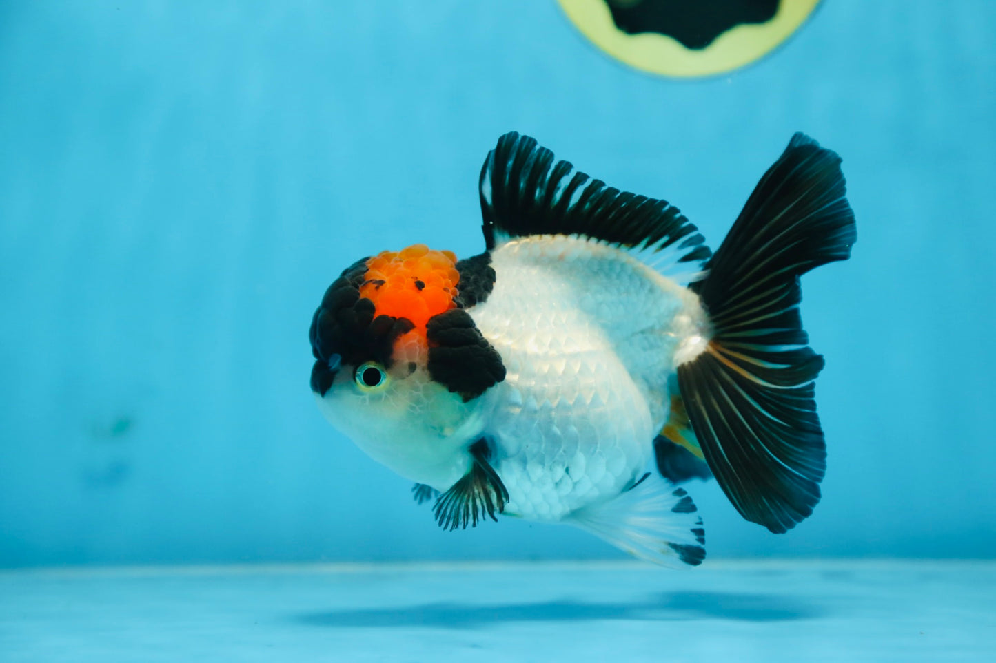 Tricolor Oranda Female 5 inches #090525OR_18