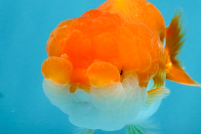 CHEEKY Red White LionChu Female 3.5-4 inches #120525LC_18