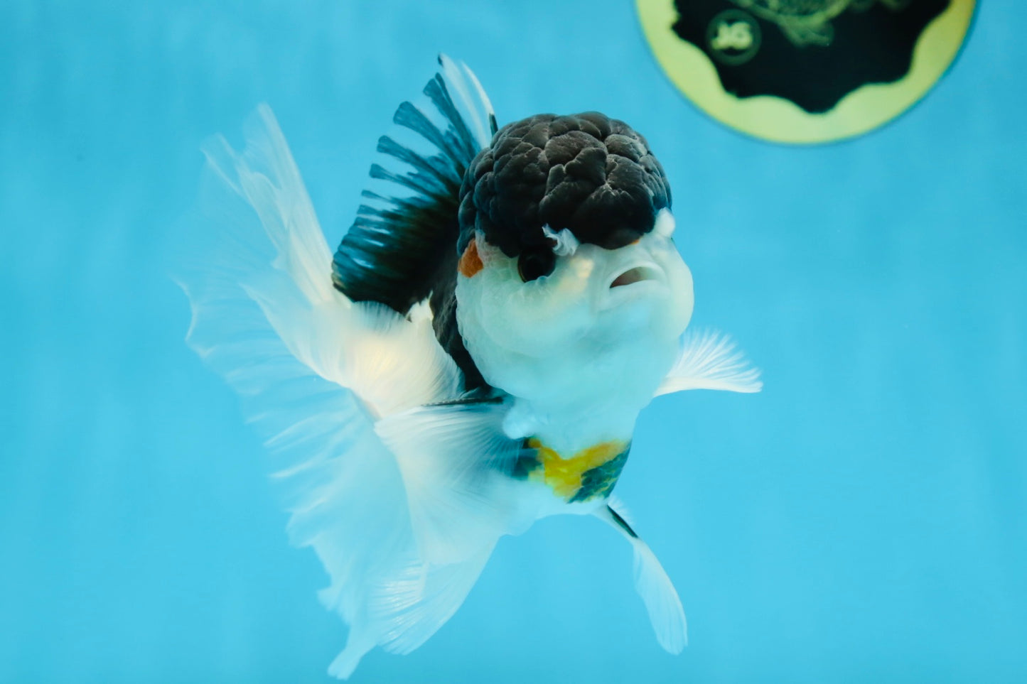 A Grade Tricolor Oranda Male 4.5-5 inches #021425OR_08