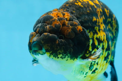 AAA Grade Special Tiger LionKing 5.5 inches #082225LC_04