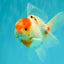 SPECIAL A Grade Tancho Sakura Oranda Male 5.5-6 inches #073126OR_09