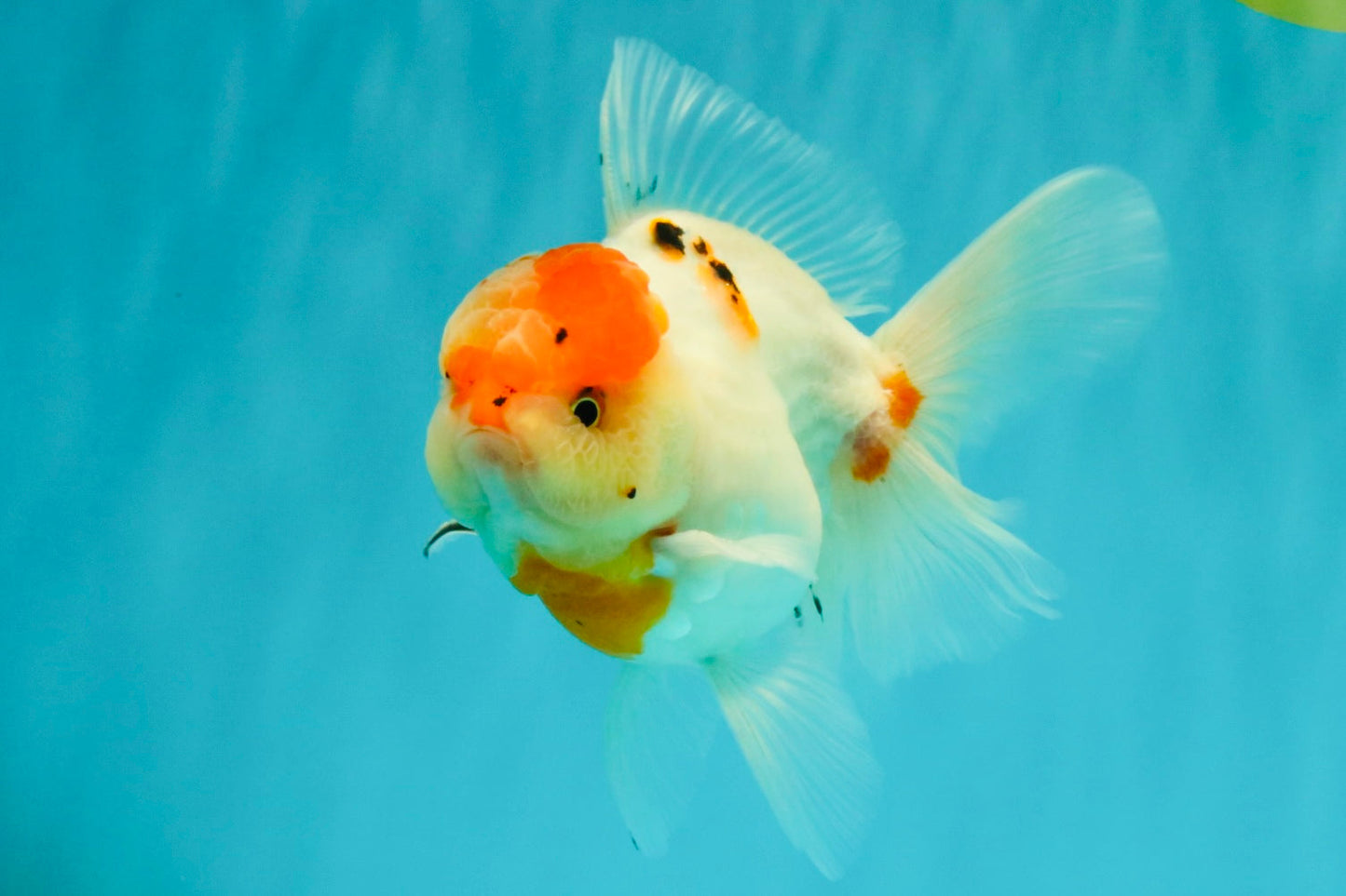 SPECIAL A Grade Tancho Sakura Oranda Male 5.5-6 inches #073126OR_09