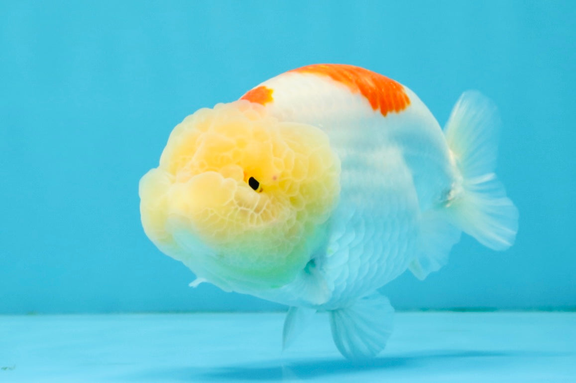 A Grade Red White LionQueen 5 inches #041026LC_14