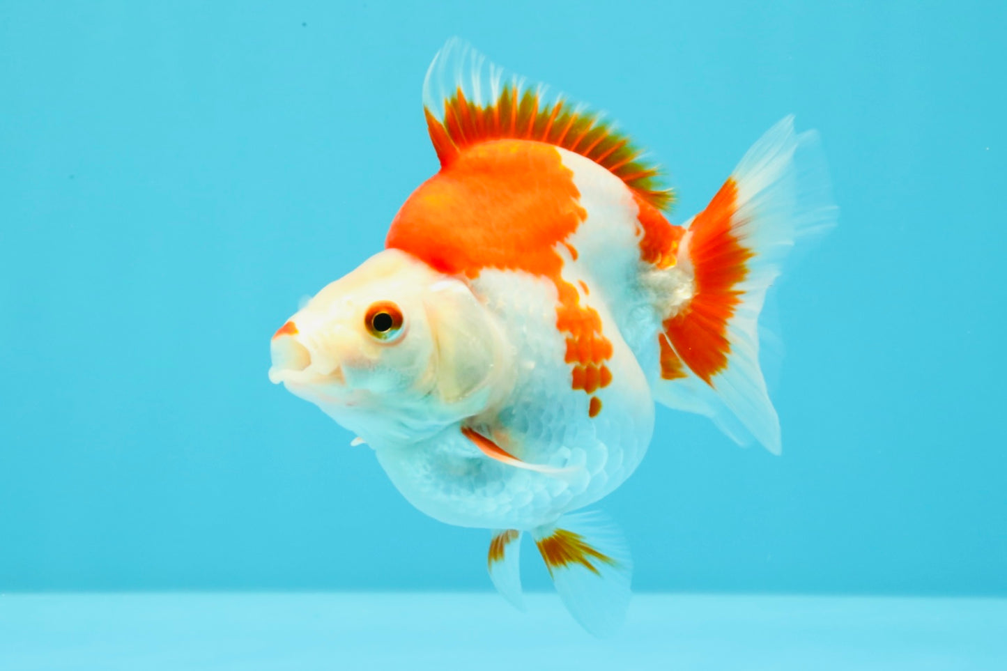 AAA Grade Red White Ryukin Female 4.5 inches #031326RK_31