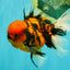 A Grade Tiger Oranda Male 5.5 inches #062626OR_26