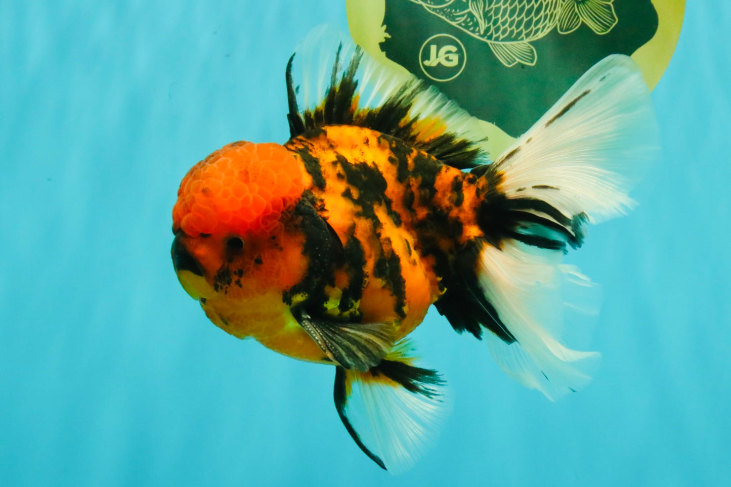 A Grade Tiger Oranda Male 5.5 inches #062626OR_26