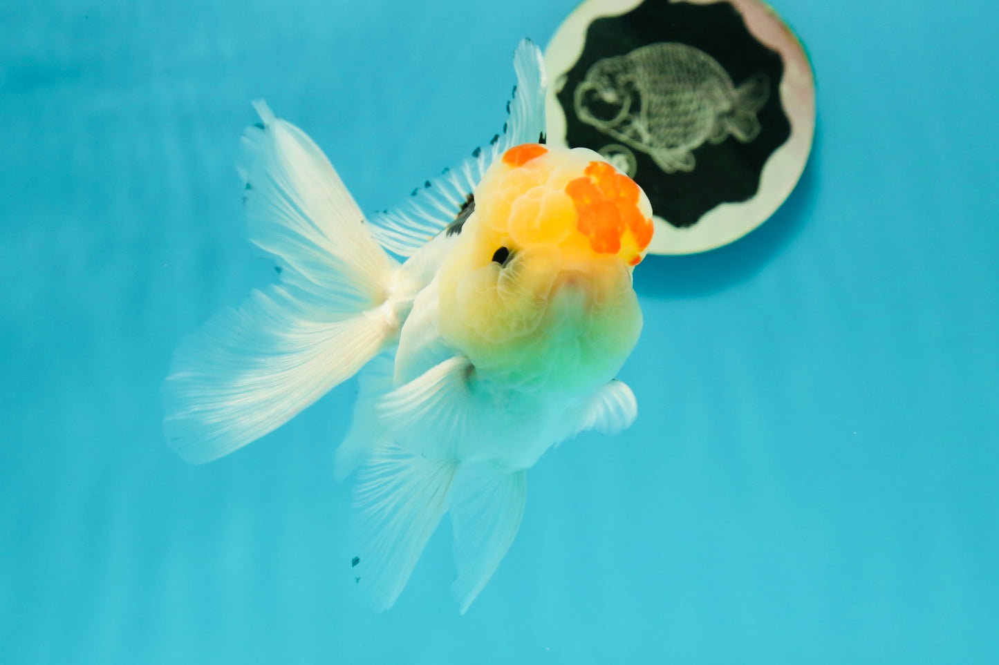 AAA Grade Lemonhead Tricolor Button Eyes Oranda Male 5 inches #111524OR_23