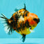 AAA Grade Calico Tiger Yuanbao Male 4.5-5 inches #062626YB_17
