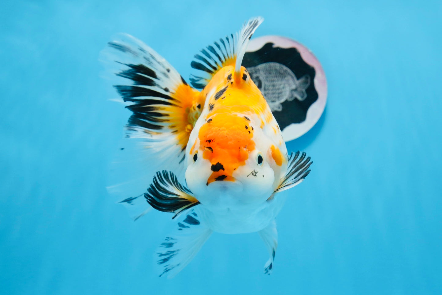 Oranda tricolor hembra de tamaño grande, grado A, 7,5 pulgadas, n.º 0706OR_09