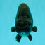 CHUBBY AAA Grade Black Ranchu Female 5-5.5 inches #062626RC_11