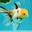 A Grade Sakura Oranda Male 6 inches #071726OR_22