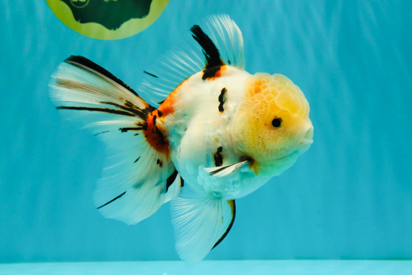 A Grade Sakura Oranda Male 6 inches #071726OR_22