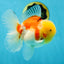 AAA Grade Sakura Oranda Male 4.5 inches #050925OR_52