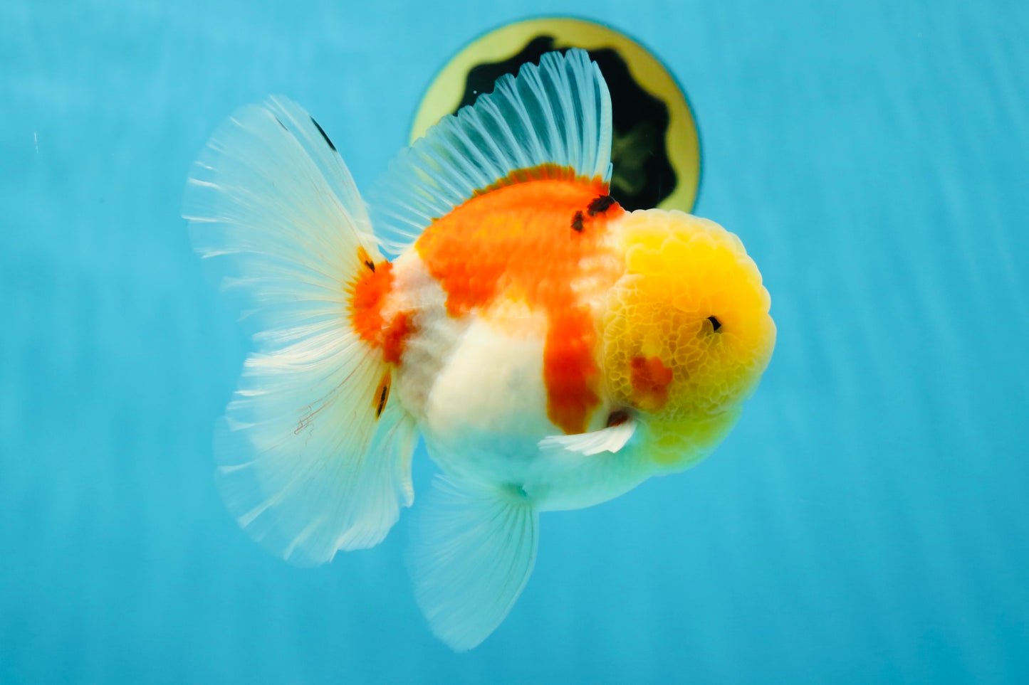 AAA Grade Sakura Oranda Male 4.5 inches #050925OR_52