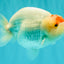 Red White Buffalo Ranchu Male 5.5-6 inches #100926RC_28