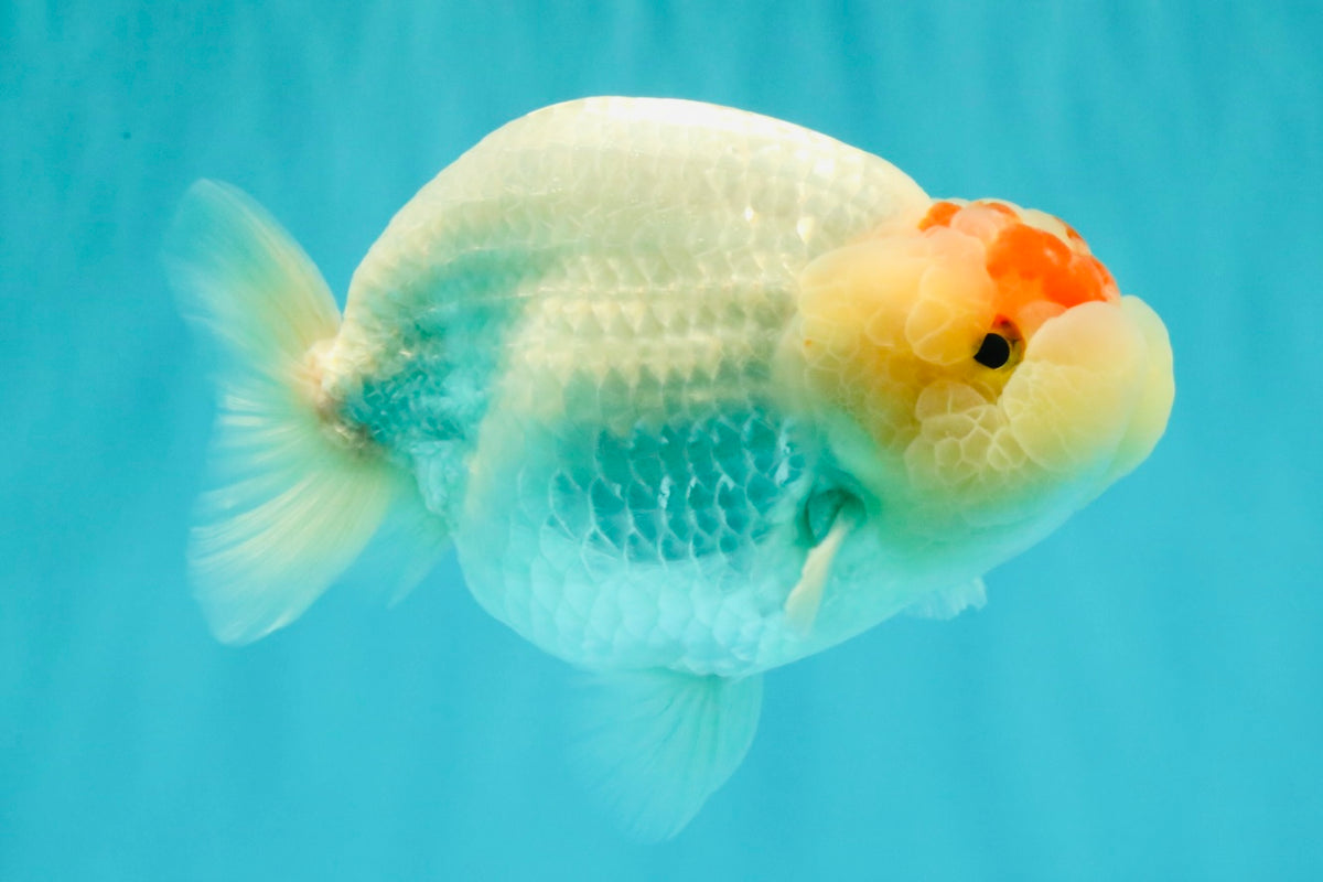 Red White Buffalo Ranchu Male 5.5-6 inches #100926RC_28