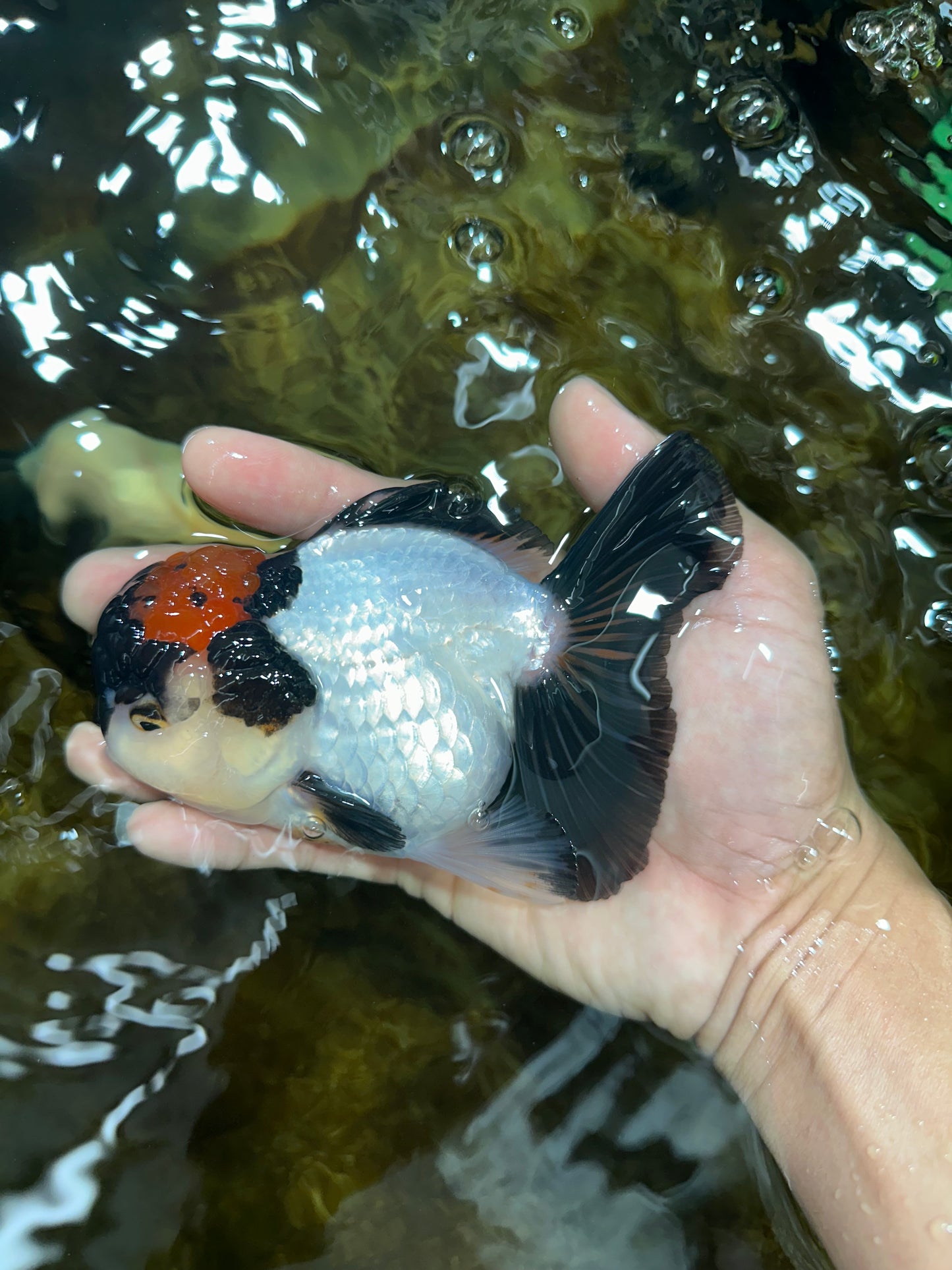 Tricolor Oranda Female 5 inches #090525OR_18