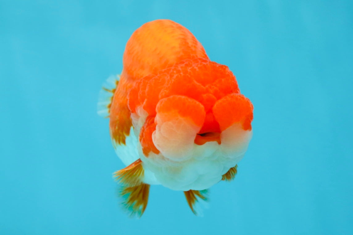 AAA Grade Red White LionKing 4.5 inches #050925LC_11