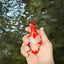 A Grade Red White Ryukin Female 4 inches #050126RK_03