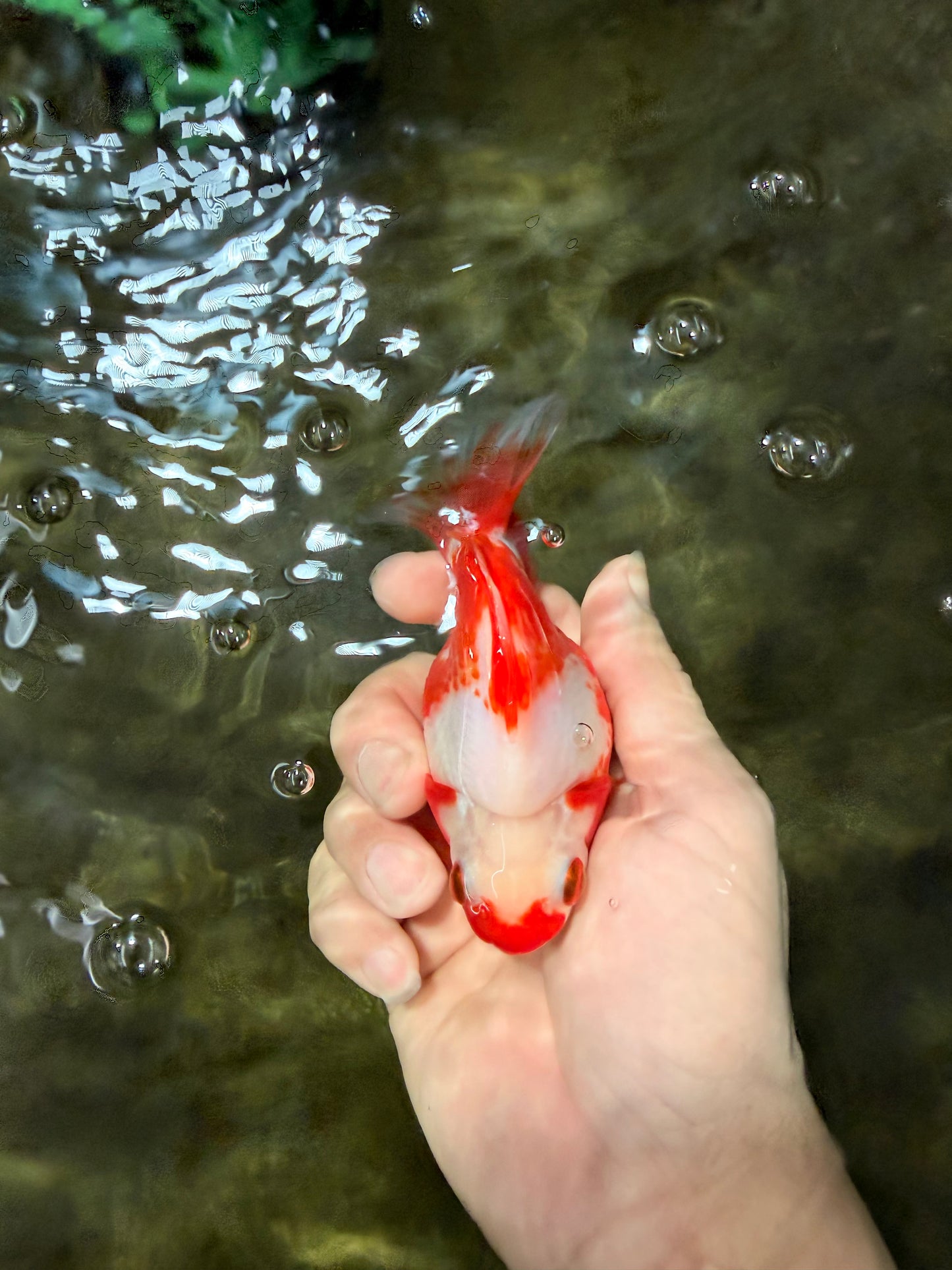 A Grade Red White Ryukin Female 4 inches #050126RK_03