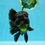 BULLDOG A Grade Godzilla Black Oranda 6.5 inches #022726OR_13