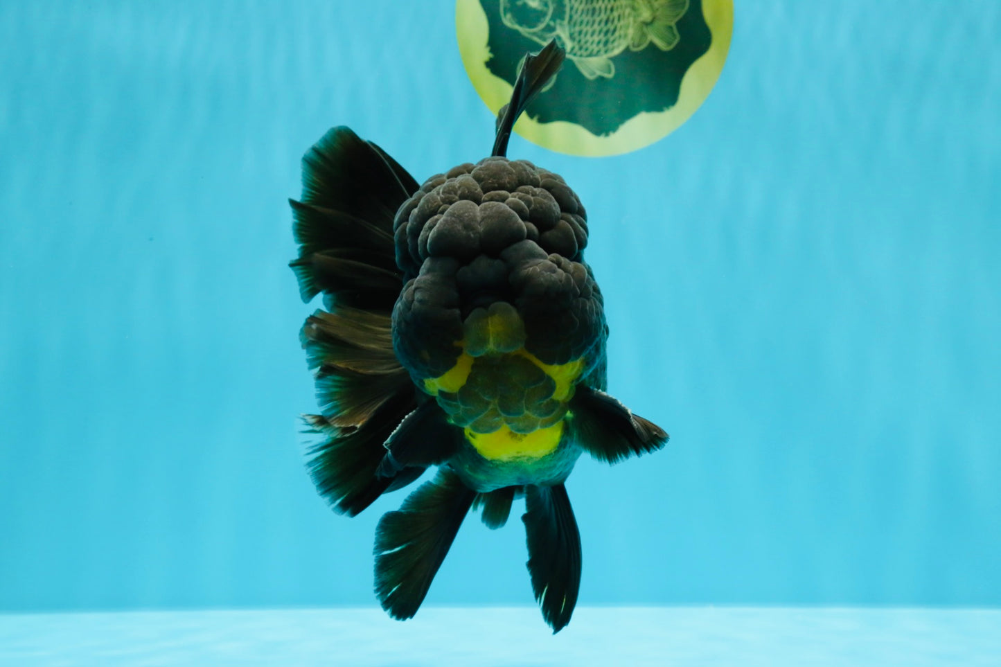 BULLDOG A Grade Godzilla Black Oranda 6.5 inches #022726OR_13