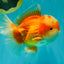 FLUFFY AAA Grade Red White Oranda Male 6.5 inches #082126OR_01