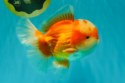 FLUFFY AAA Grade Red White Oranda Male 6.5 inches #082126OR_01