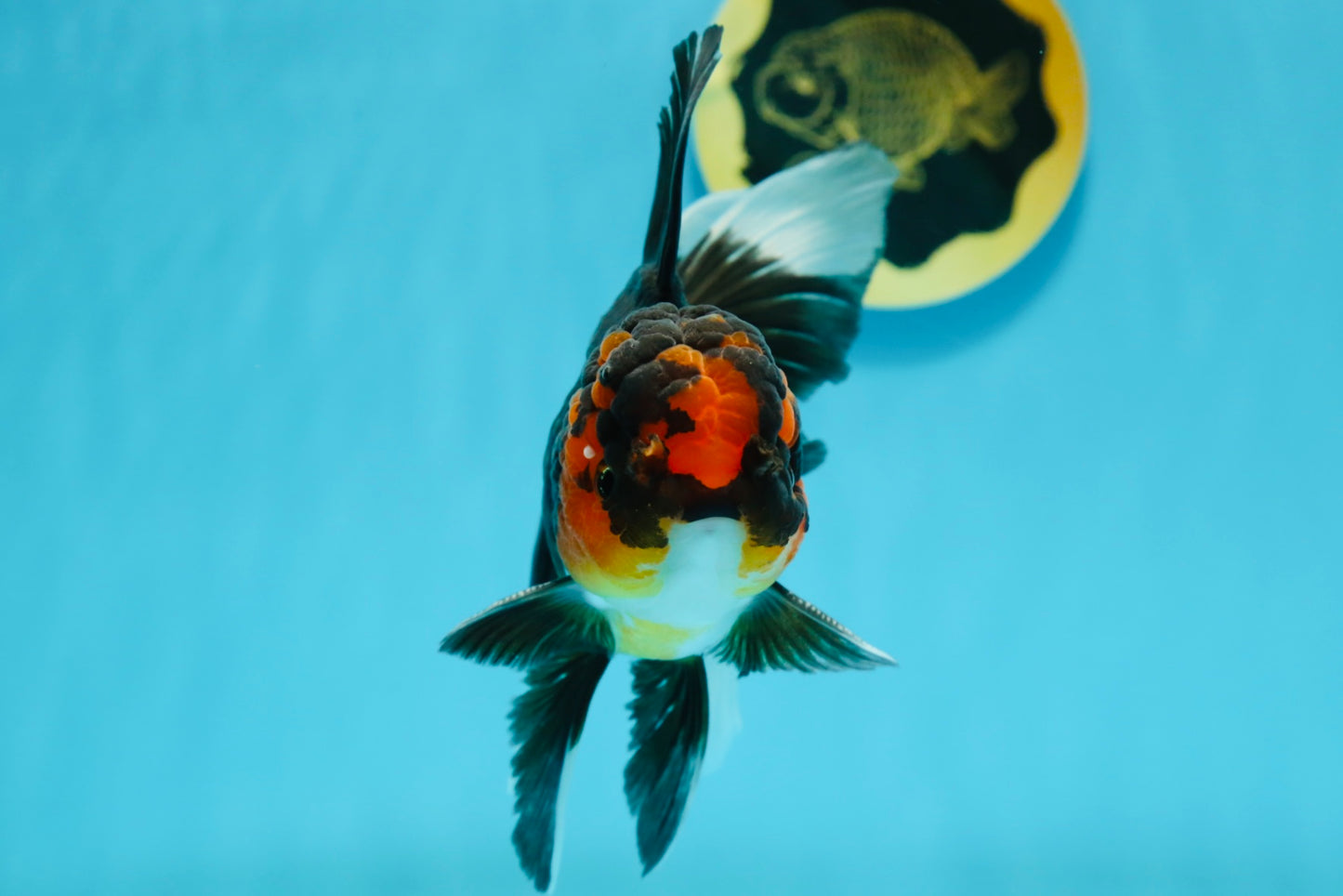 A Grade Tricolor Lava Head Oranda Male 5.5 inches #120624OR_04